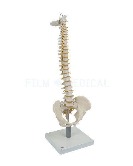 Standing Spine Model